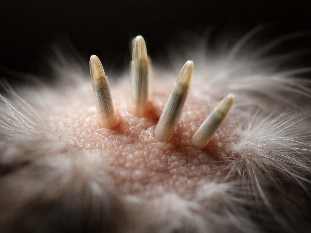 Macro close-up of bird skin with a few emerging feathers from follicles, showing early regrowth.