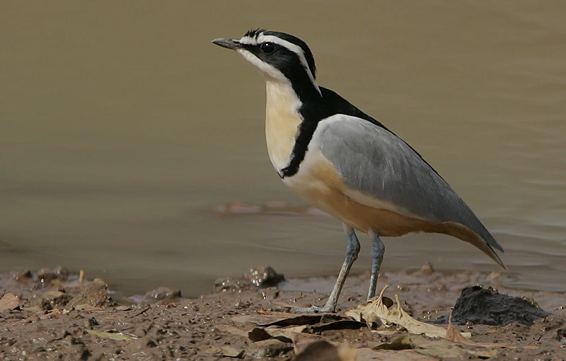What Bird Cleans Alligator Teeth? Myth vs Reality