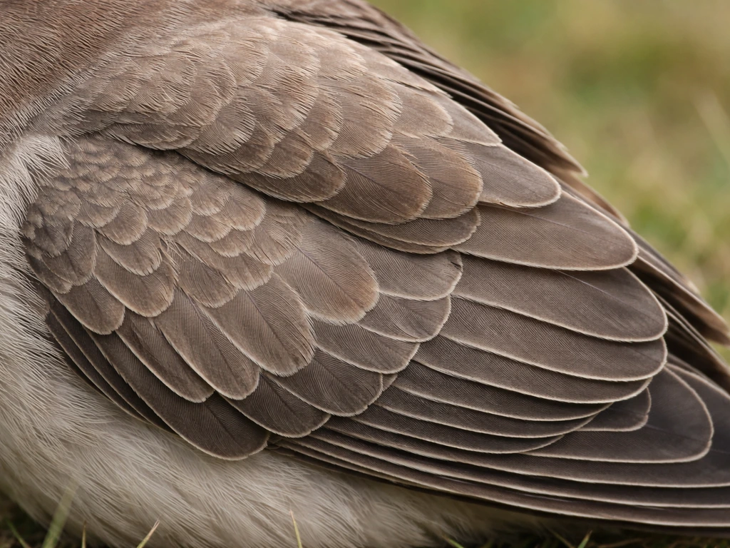 How Do Bird Wings Fold Step by Step and Why It Varies