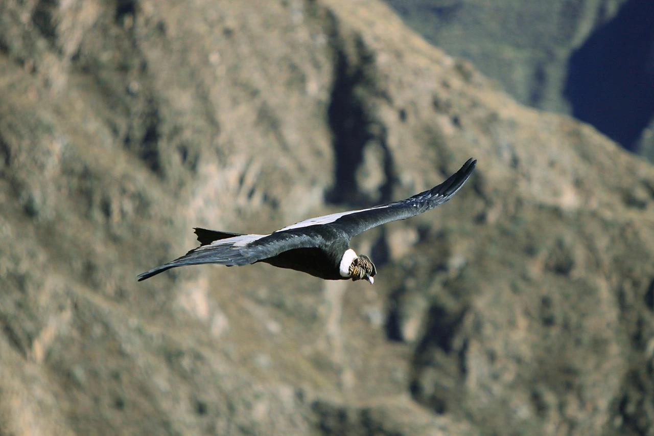 What Bird Can Carry the Most Weight While Flying?