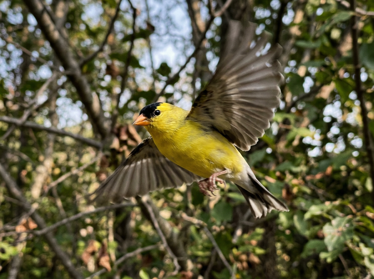 Bird showing jerkiness: abrupt head movement mid-flight against a natural outdoor background