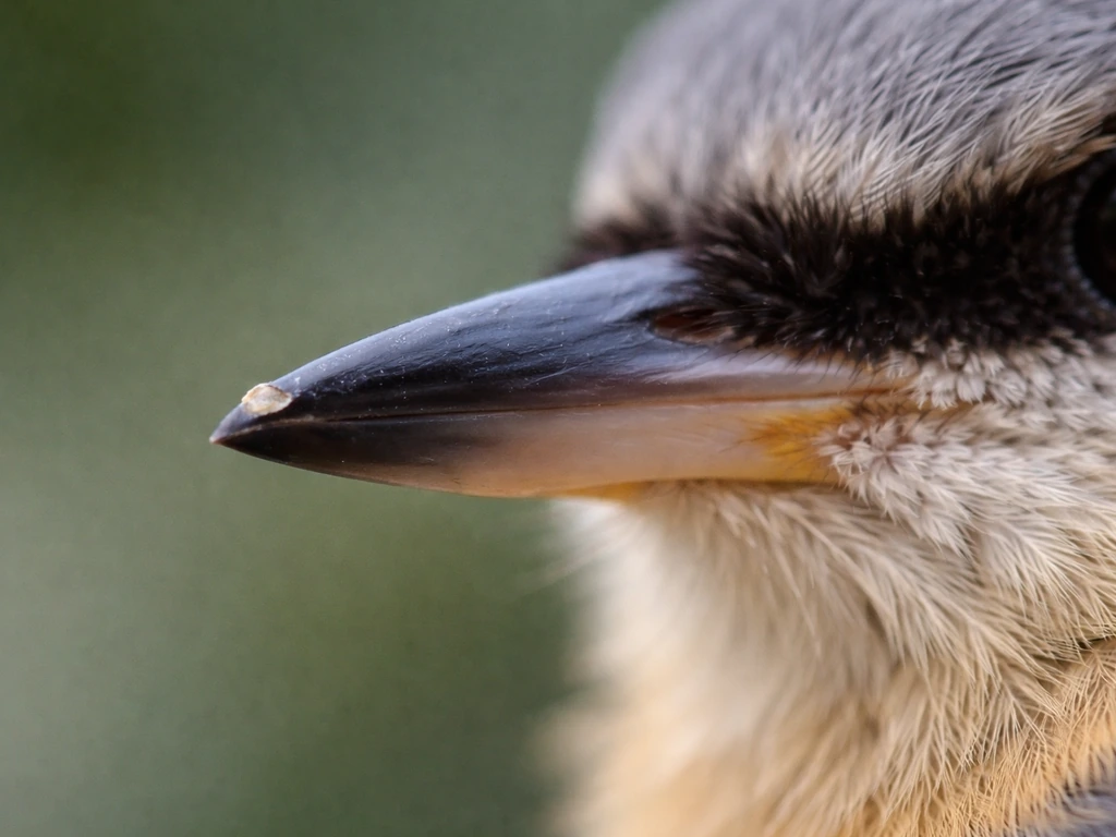 Do Bird Beaks Grow Back? Broken Beak Regrowth Guide