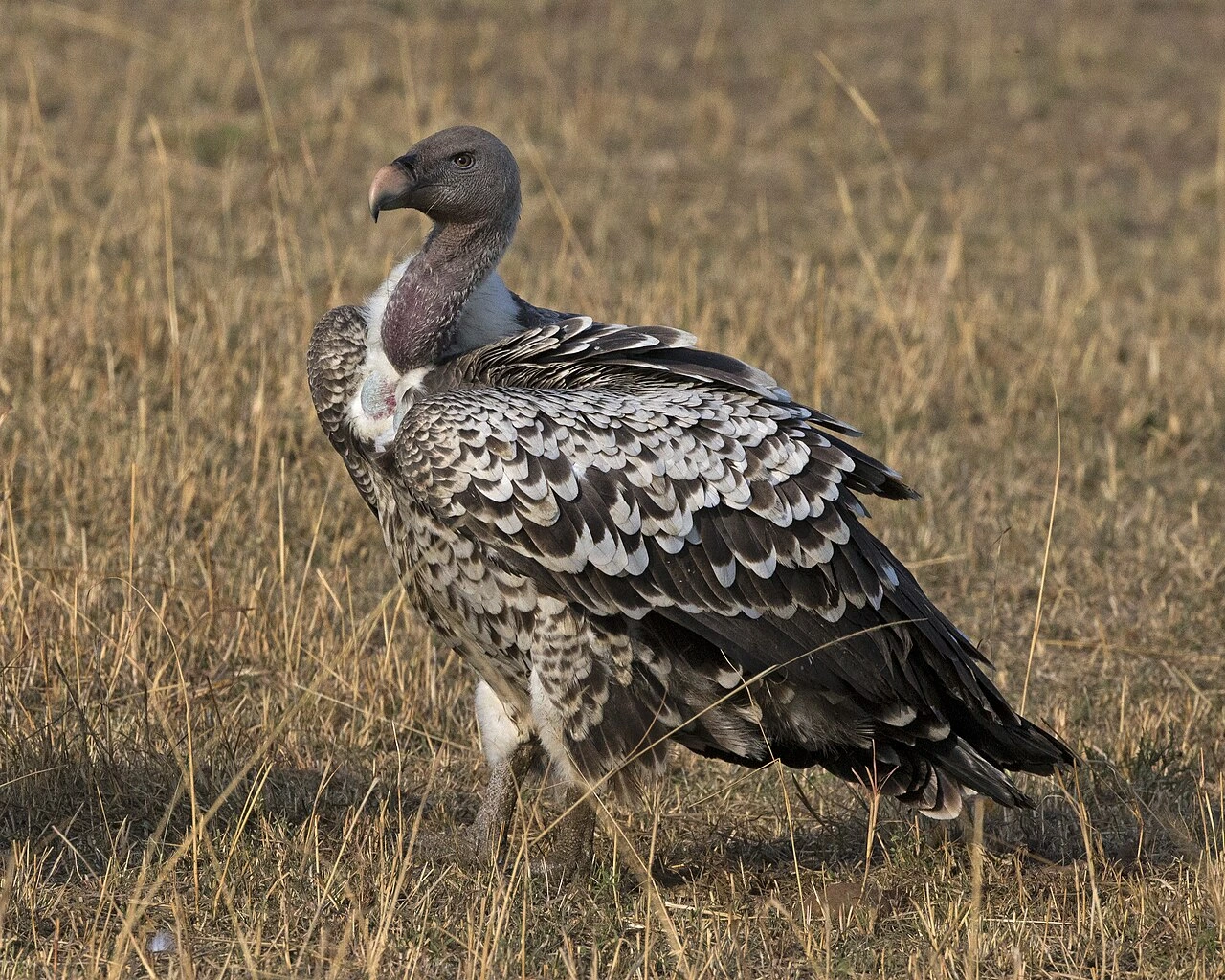 What Is the Highest Altitude a Bird Can Fly?